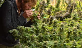 EcoBlend Initiative to Lead Sustainable Terpene Production